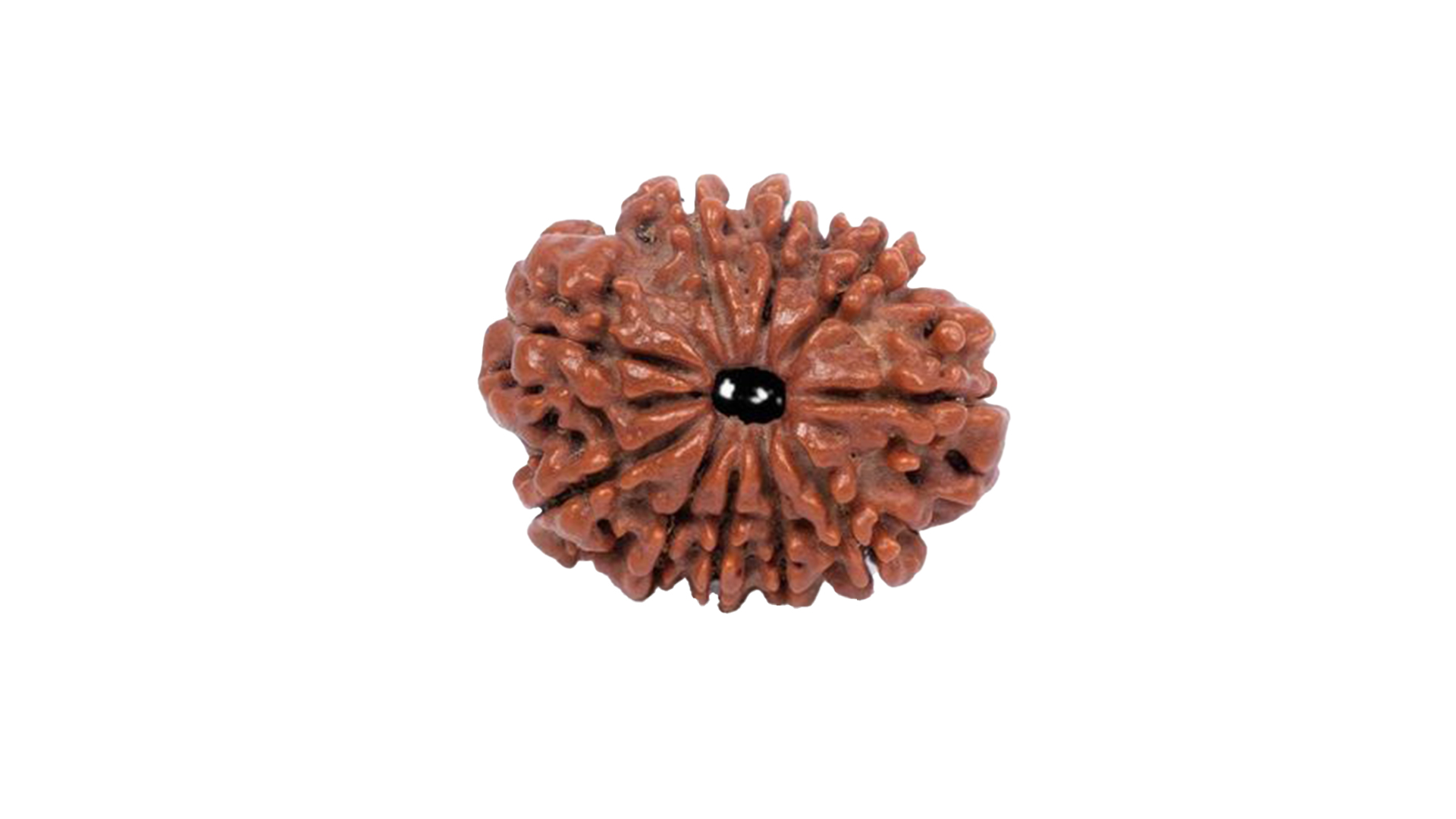 10 Mukhi