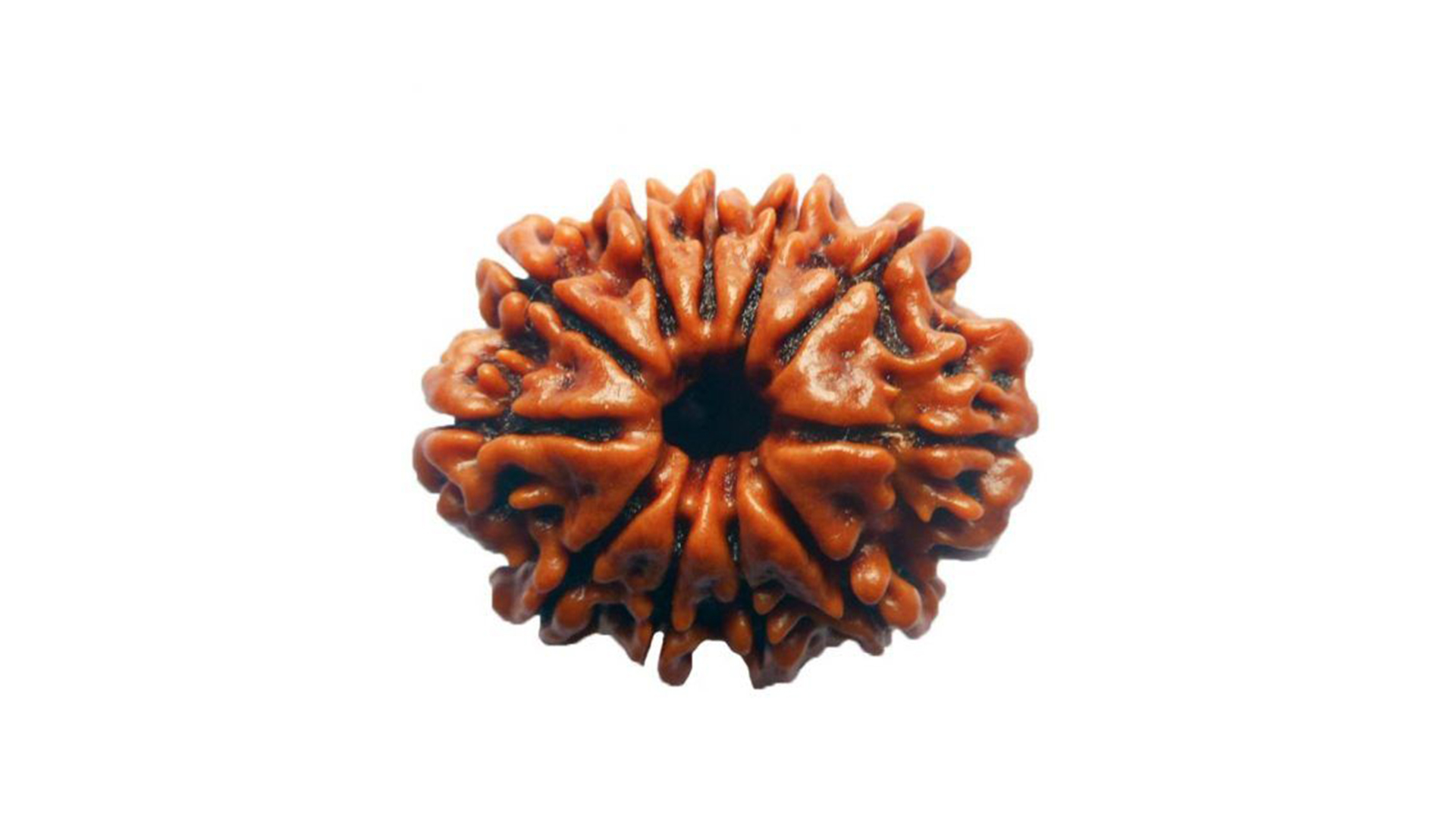 11 Mukhi