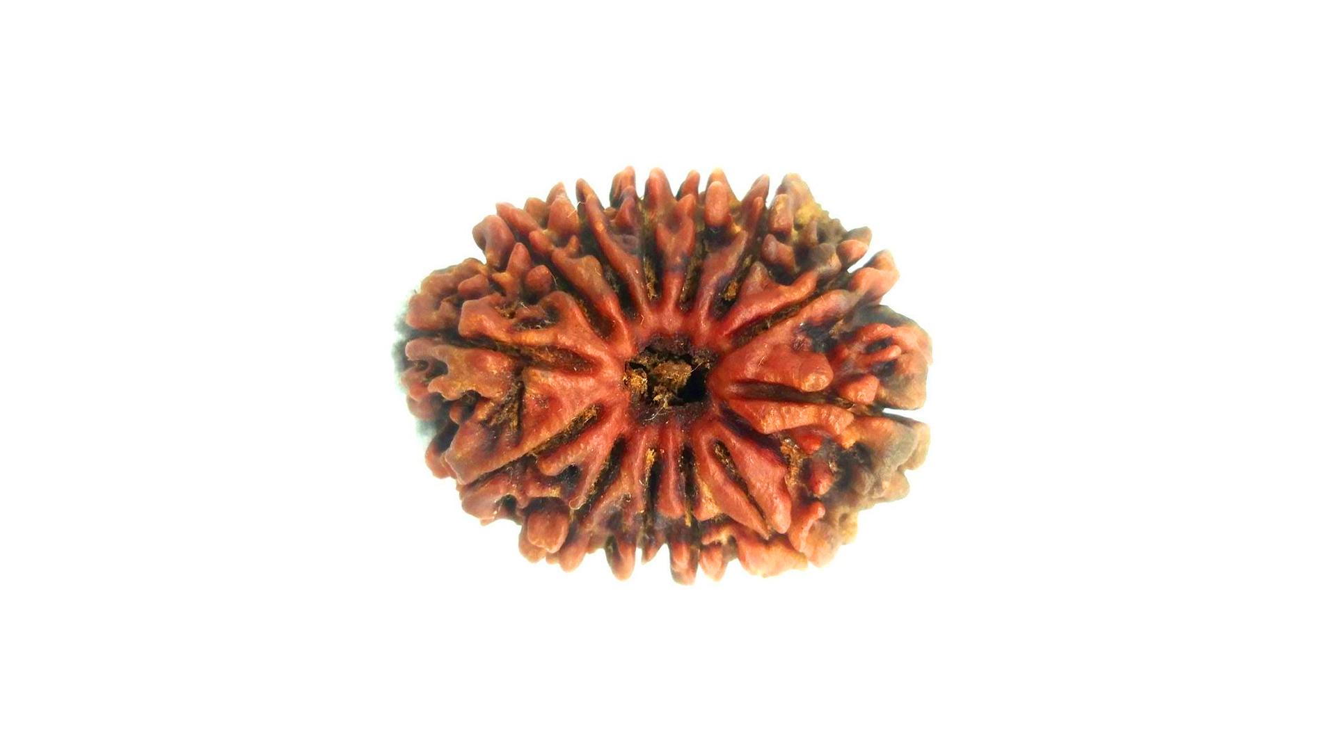 13 Mukhi