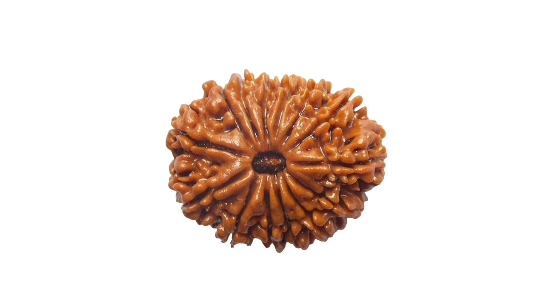 14 Mukhi