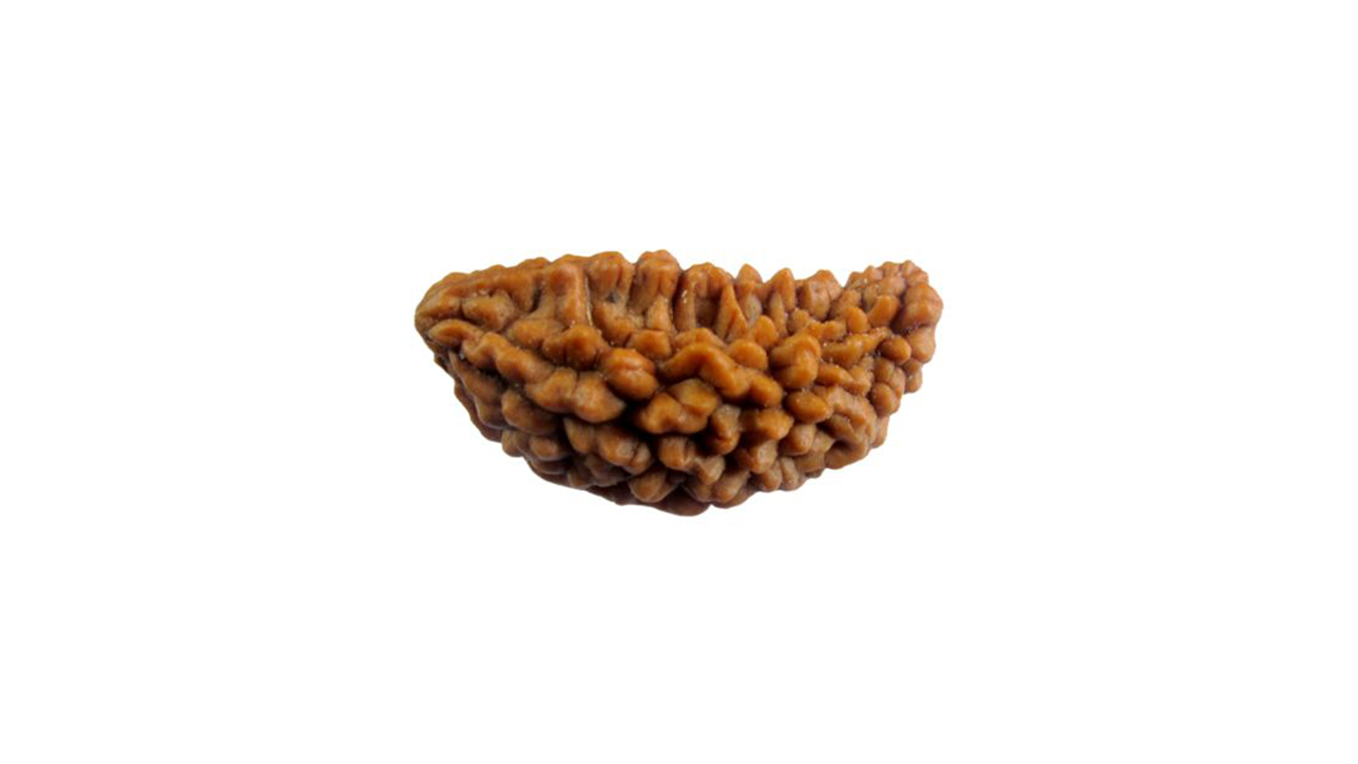 1 Mukhi