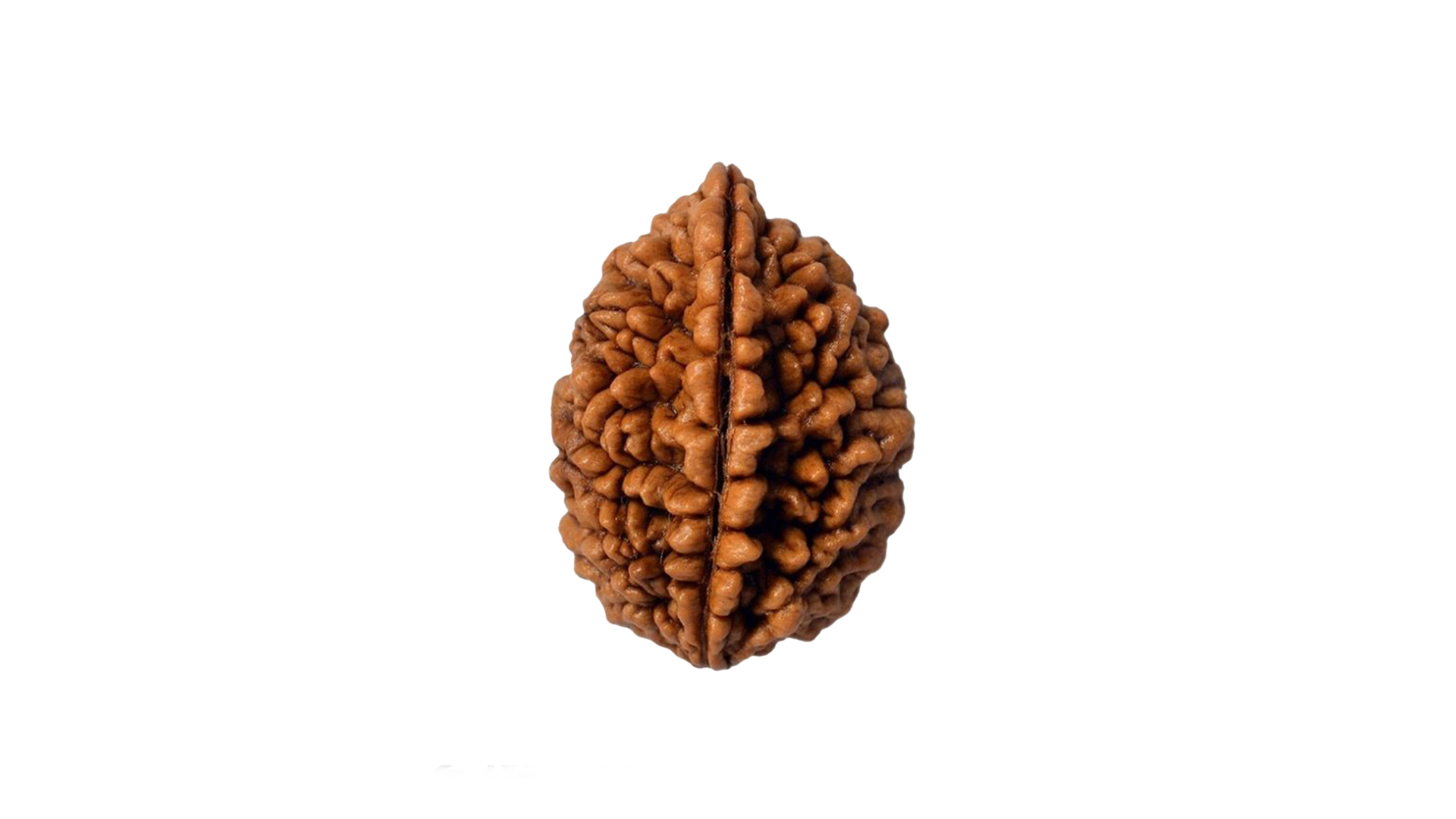 2 Mukhi