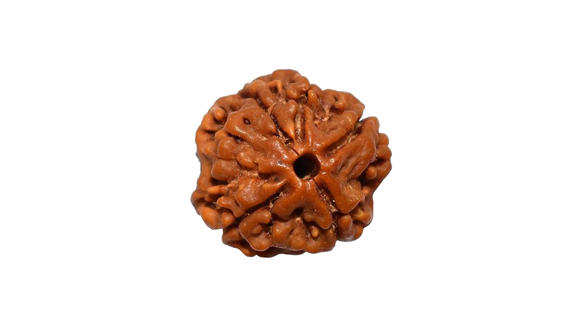 4 Mukhi