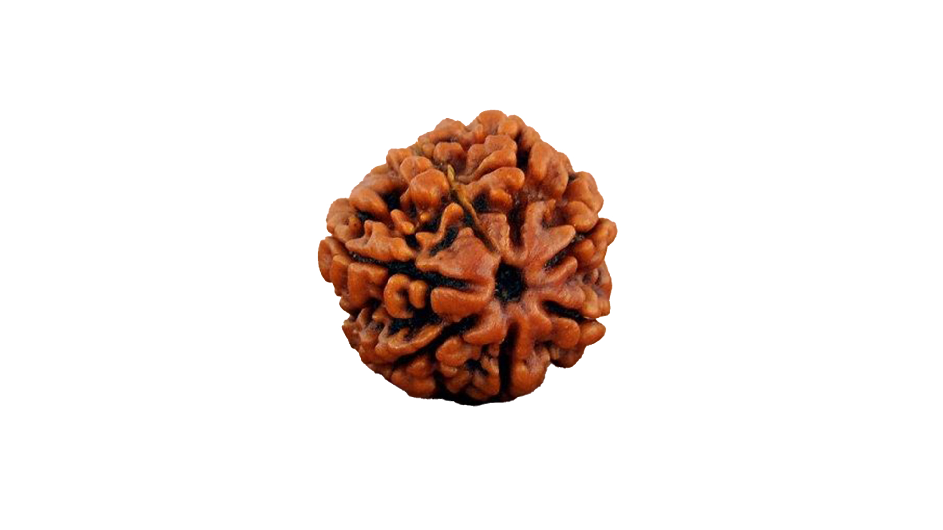 5 Mukhi