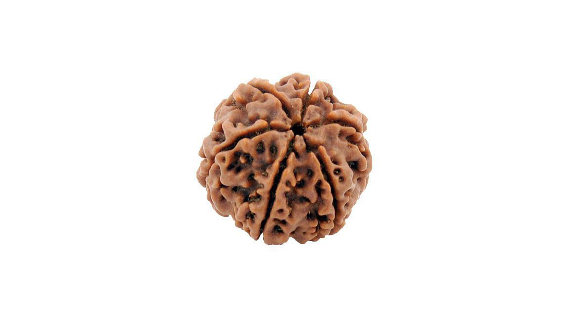 6 Mukhi