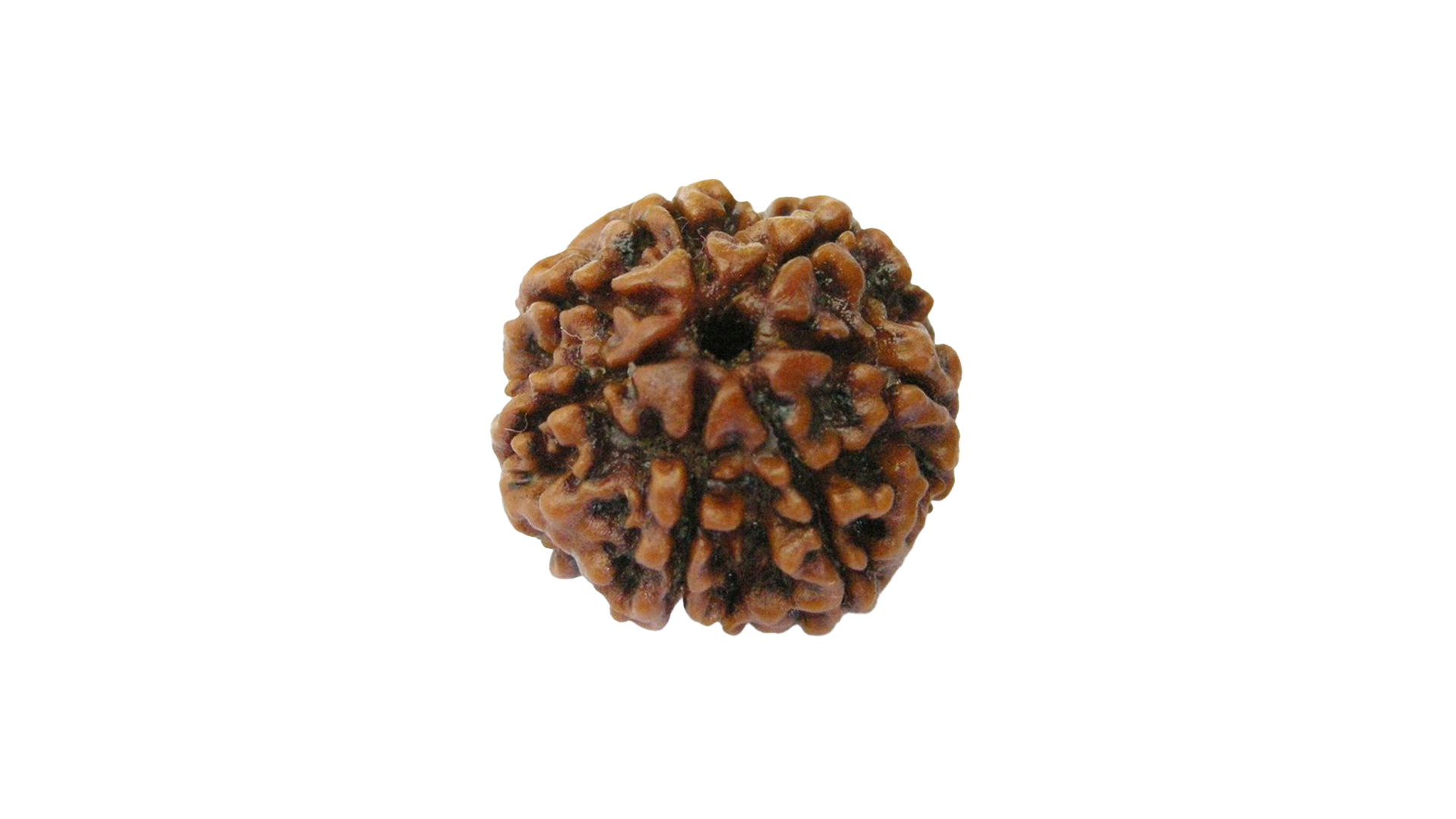 7 Mukhi