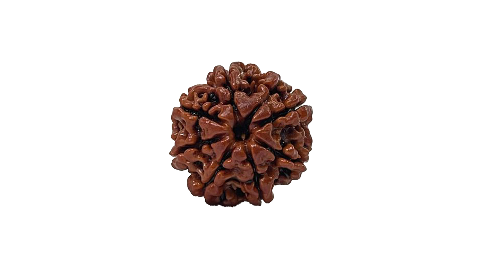 8 Mukhi